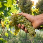 Wine Class and Tasting in Milan - Small Group - Analyzing the Cost and Value