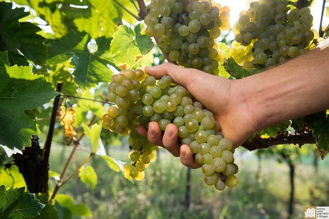 Wine Class and Tasting in Milan - Small Group - Analyzing the Cost and Value