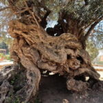 Wine, Dine & Divine: A Cretan Odyssey in Chania - How The Tour Works: Logistics and Tips