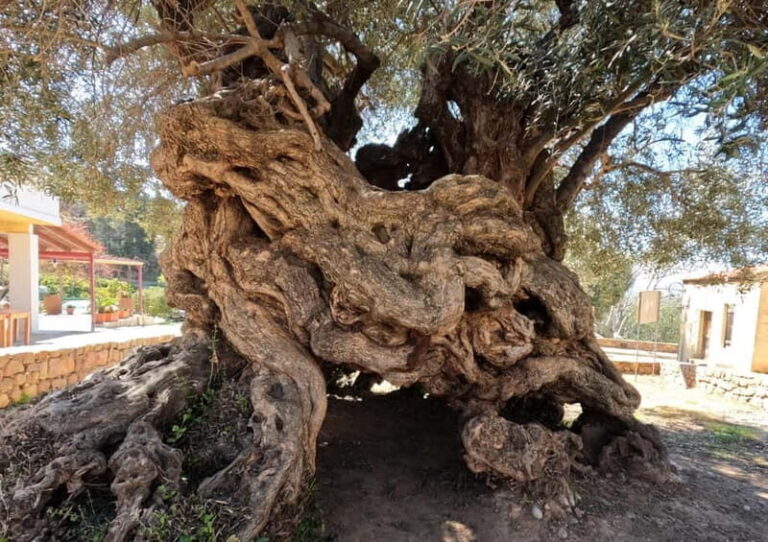 Wine, Dine & Divine: A Cretan Odyssey in Chania - How The Tour Works: Logistics and Tips