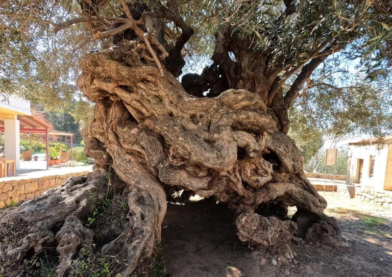 Wine, Dine & Divine: A Cretan Odyssey in Chania - How The Tour Works: Logistics and Tips