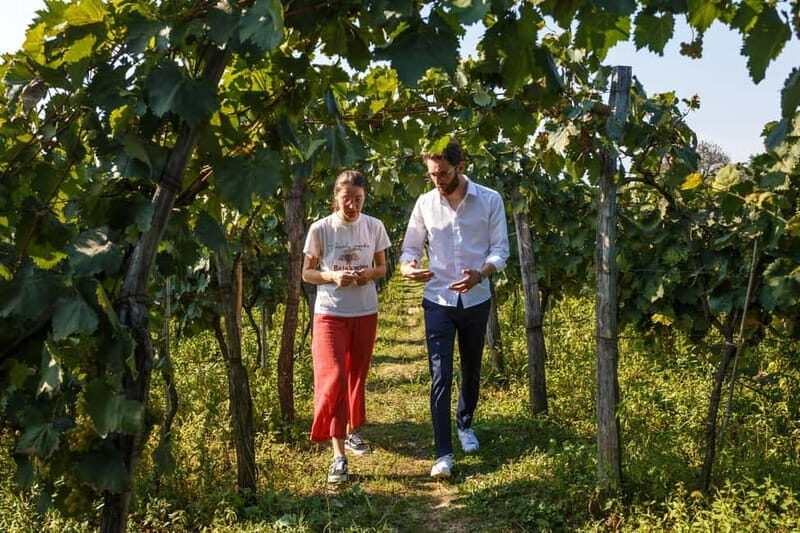 Wine & Dine group tour from Kutaisi - The Experience in Detail