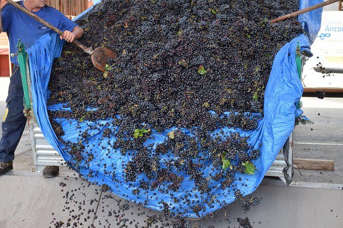 Wine Experience - Authenticity and Education: What Sets This Tour Apart