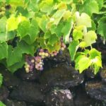 Wine & Food Tour - FAQ