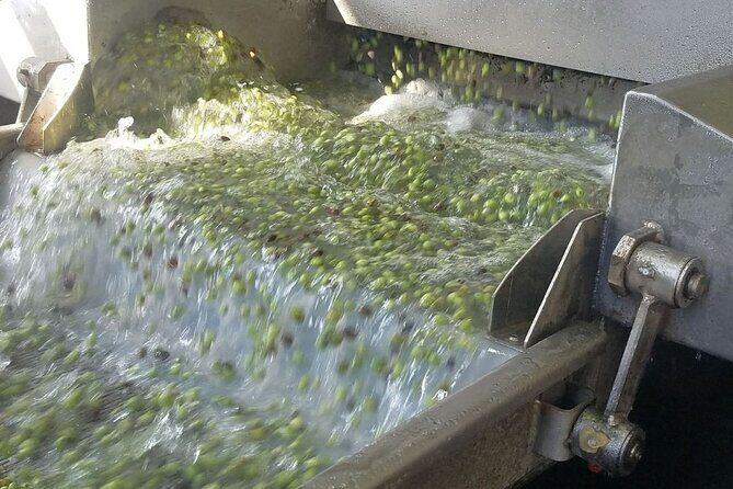 Wine, Olive Oil, and Honey Tour with Winemaker - Practical Details: Price, Duration, and Group Size