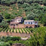 Wine & Olive Oil tasting one day private tour in Crete - Authentic Feedback from Travelers