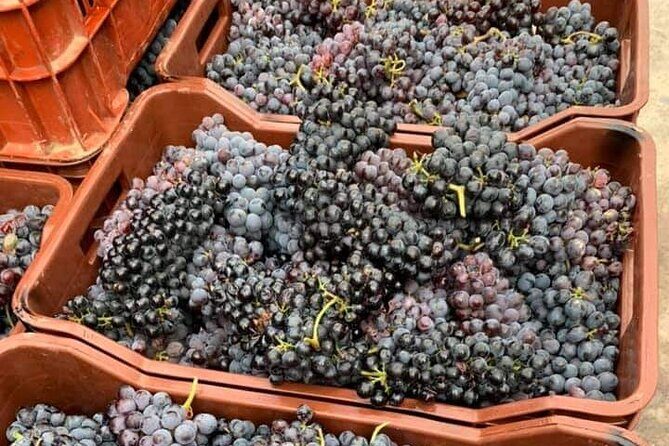 Wine Raki Olive Oil Tasting and Pottery - Private Tour - Authentic Experiences That Make the Difference