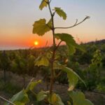 Wine Tasting & Ancient Olive Tree 3 Hours Tour  Private - What’s in the Price? Is It Worth It?