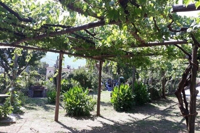 Wine Tasting at Basileo Cellar with Lunch - The Authentic Charm and Unique Experience