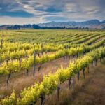 Wine tasting at the farmer's house in the Crespina Hills - Practical Details & Tips