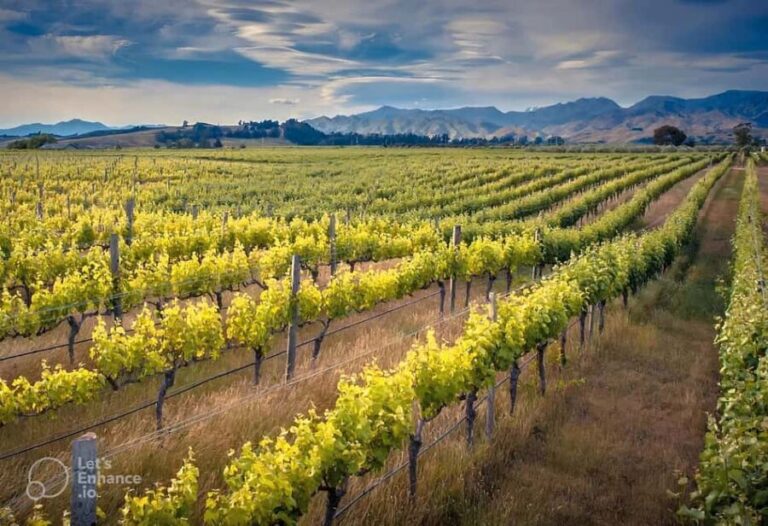 Wine tasting at the farmer's house in the Crespina Hills - Practical Details & Tips