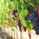 Wine Tasting Experience In The Vesuvius Wineries - Who Will Love This Tour?