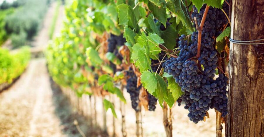 Wine Tasting Experience In The Vesuvius Wineries - Who Will Love This Tour?