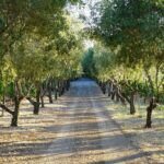 Wine Tasting in Frascati from Rome - Why This Tour Might Be Just Right