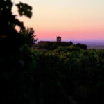 Wine Tasting & Medieval Town Visit at Castelli Romani - Who Should Consider This Tour?