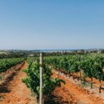 Wine Tasting Off-Road Tour - Final Thoughts