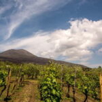 Wine Tasting on Mt. Vesuvius - The Breakdown of the Experience