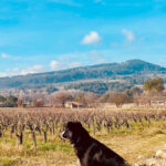 Wine Tasting Saint-Florent & Patrimonio - What Sets This Tour Apart?