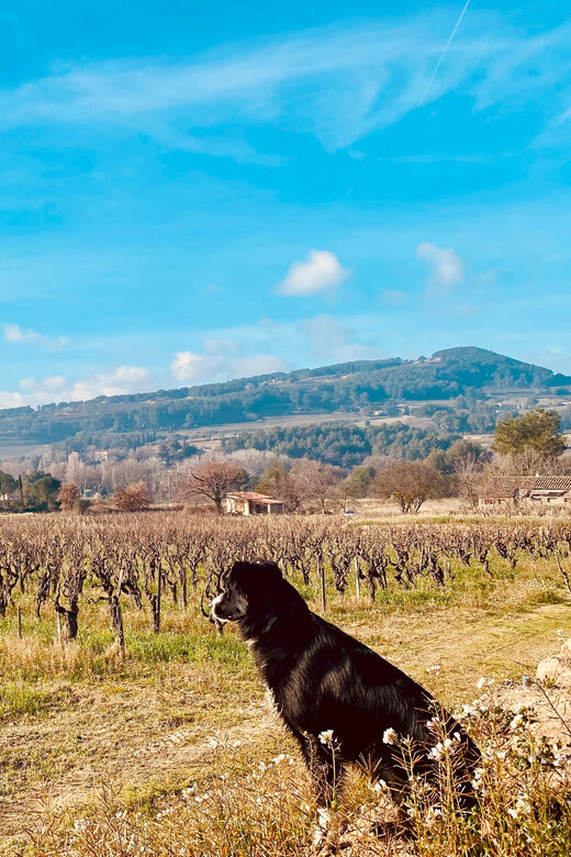 Wine Tasting Saint-Florent & Patrimonio - What Sets This Tour Apart?