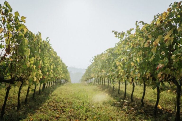 Wine tasting tour with olive oil and salami - What’s Included and What’s Not