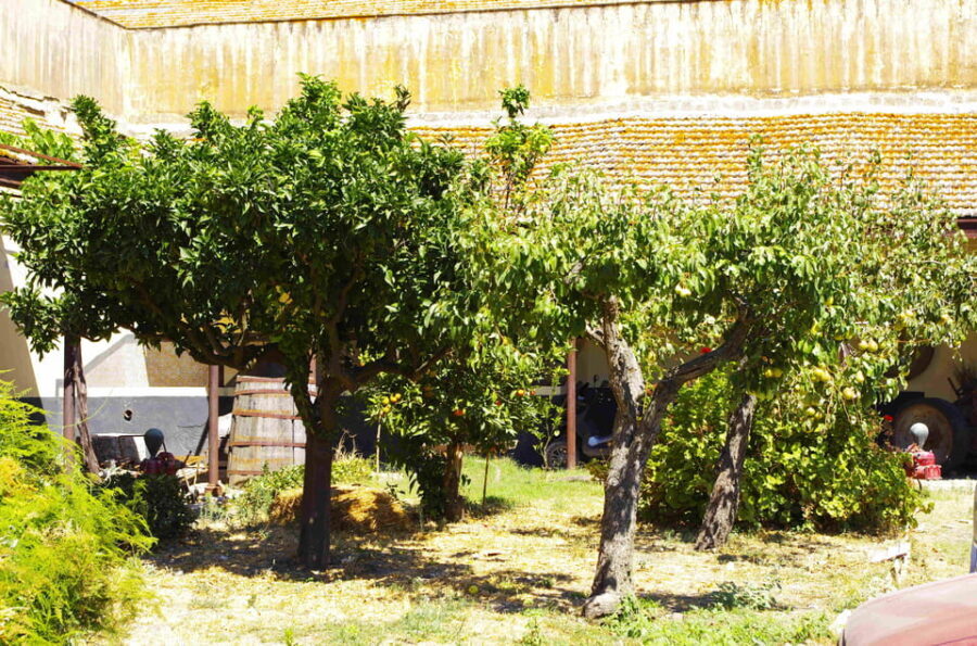 Wine Tasting whit Painting Lesson in Baglio Florio - The Real Value of the Tour