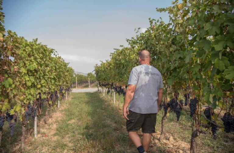 Wine Tasting with Snacks in Neive, the heart of Langhe - An honest look at what to expect