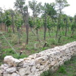 Wine Tour by Winemaker - The Value of the Experience