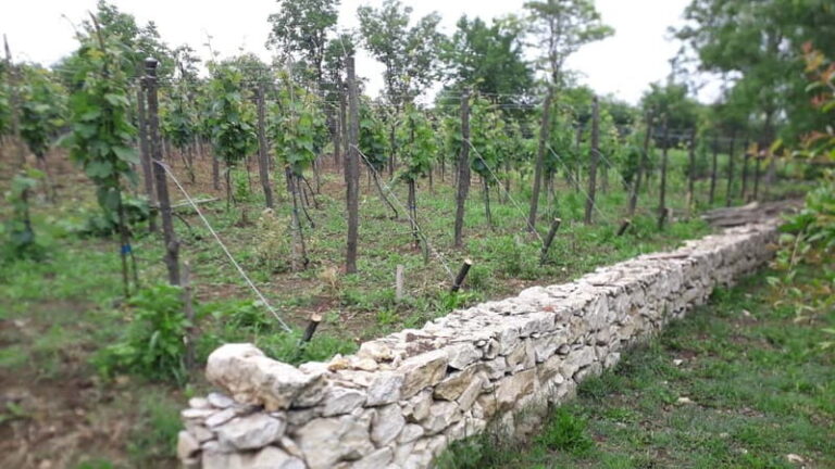 Wine Tour by Winemaker - The Value of the Experience