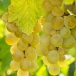 Wine Tour, discovering the famous Setúbal Moscatel - How Well Does This Tour Deliver?