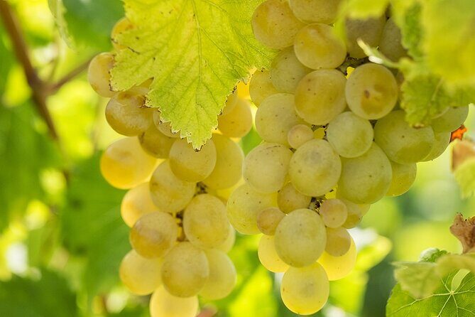 Wine Tour, discovering the famous Setúbal Moscatel - How Well Does This Tour Deliver?