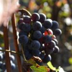 Wine Tour Experience for Family or friend's group - Who Will Appreciate This Tour?