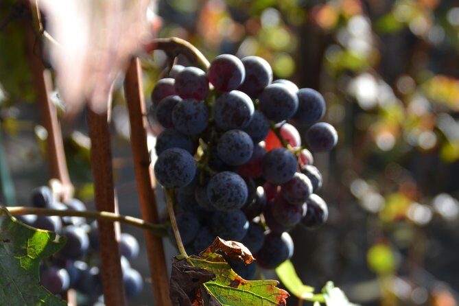 Wine Tour Experience for Family or friend's group - Who Will Appreciate This Tour?