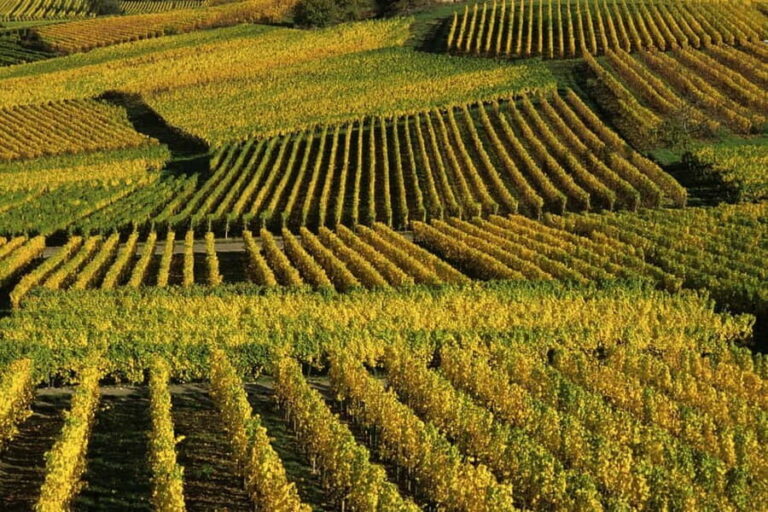 Wine tour of the Alsace wine route - What You Can Expect from the Tour