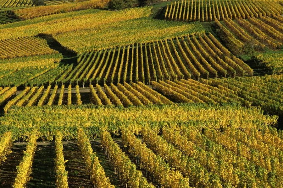 Wine tour of the Alsace wine route - What You Can Expect from the Tour