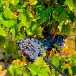 Wine Tour: On the Way to Chateauneuf du Pape - What You Can Expect at Each Stop