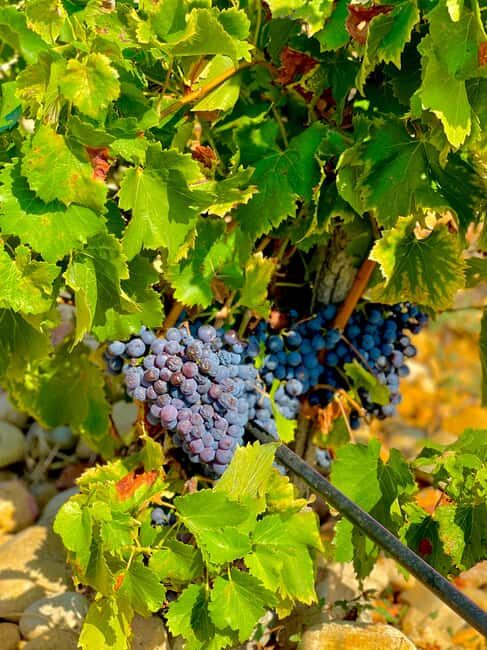 Wine Tour: On the Way to Chateauneuf du Pape - What You Can Expect at Each Stop