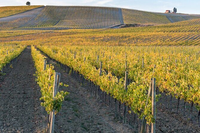 Wine Tuk Tour Siena - Diving Into the Details: Transportation and Group Size