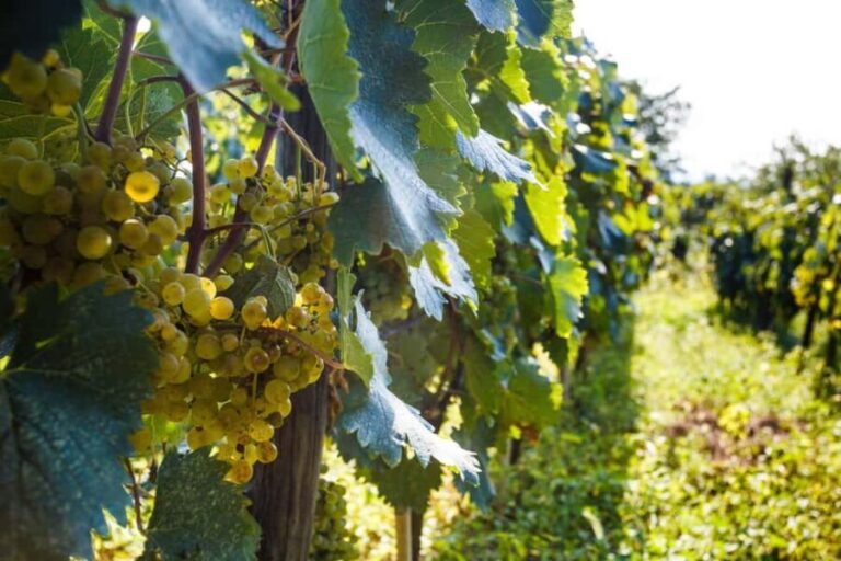 Winery Bike Tour from Kutaisi - Wine tasting & Vineyards - Who Should Consider This Tour?