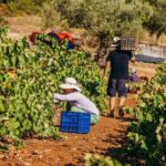 Winery Tour and Tasting in Zakynthos with the Winemaker - Visiting the Estate and its Historic Buildings