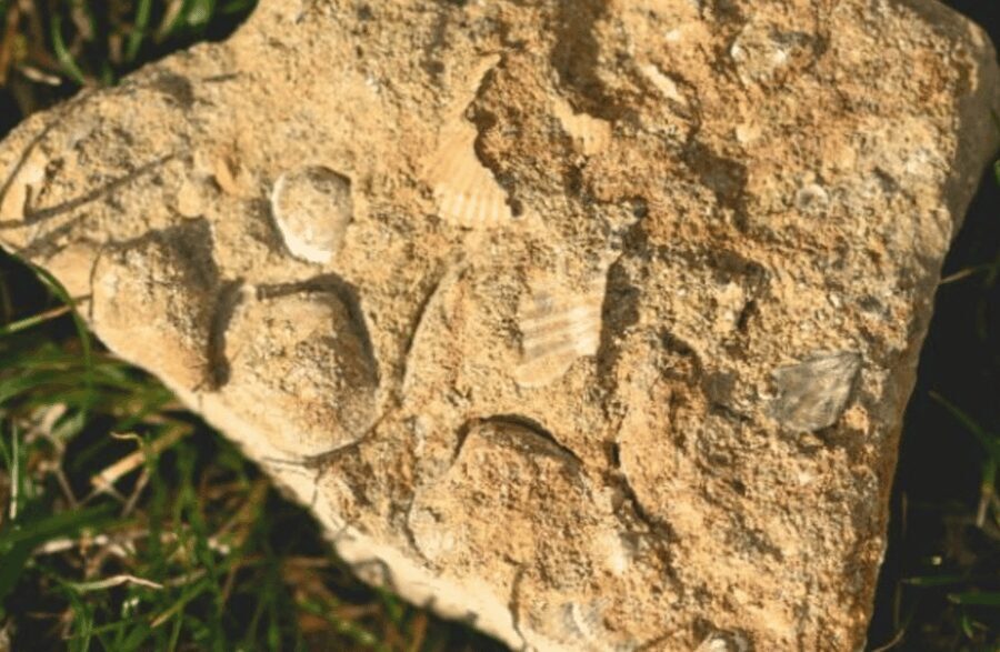 Winery Visit on Parma Hills & Wine Tasting with Food Platter - Inside the Winery: From Grape to Glass