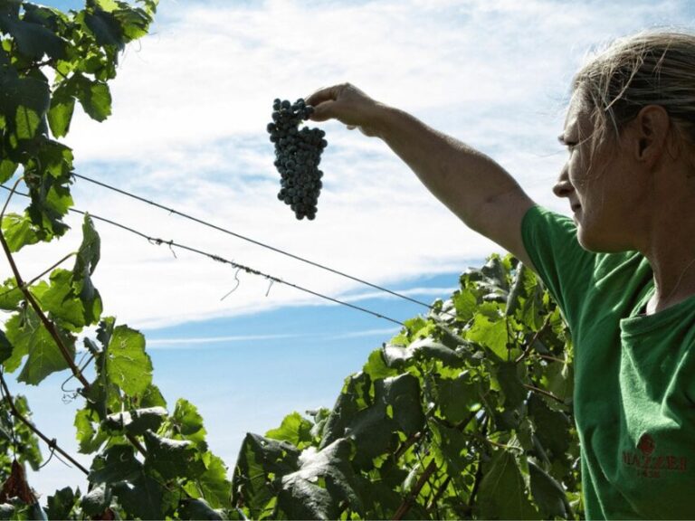 Winery Visit & Tasting near Grosseto with 6 wines - What to Expect from the Tour