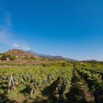 Winery Visit & Tasting on the Volcanic Slopes near Catania - What the Reviews Say