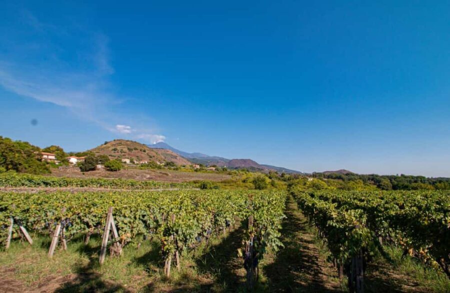 Winery Visit & Tasting on the Volcanic Slopes near Catania - What the Reviews Say