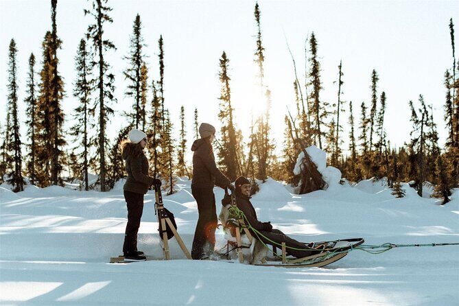 Winter Dog Sled Tour: Day or Night. - The Value of This Dog Sled Experience