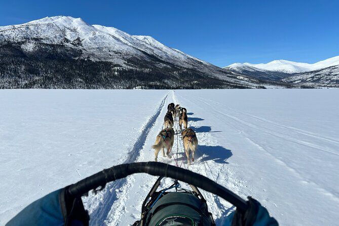 Winter Dog Sledding in Fairbanks - The Trail and Views