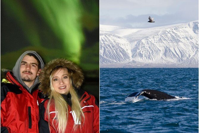 Winter Whale Watching & Northern Lights Cruise | Combo from Reykjavik - Who Is This Tour Best For?