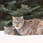 Winter Wildlife Discovery Tour - Setting the Scene with Jasper’s Natural Beauty