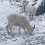 Winter - Wildlife & Turnagain Arm Tour - The Logistics and Value