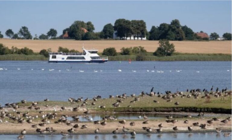 Wismar: Harbor Sightseeing Cruise - What the Tour Looks Like in Practice