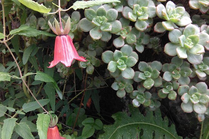 Wonderful hike through the Magic Forest of Tenerife - Why Private Tours Matter